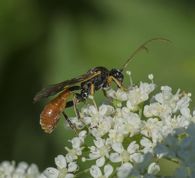 Snyltehveps tryphon rutilator 
